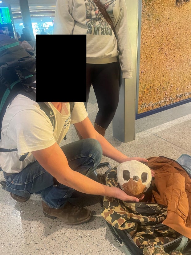 illegal sea turtle skull smuggled 
