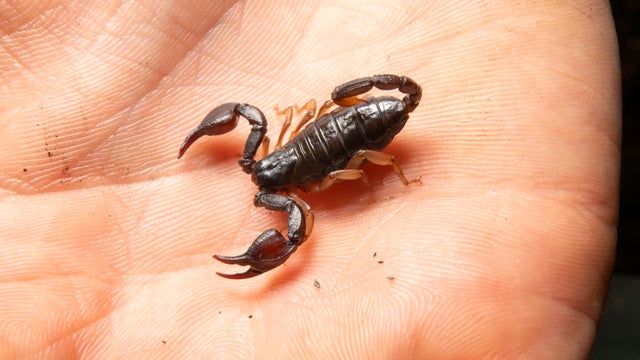 scorpion.jpg 