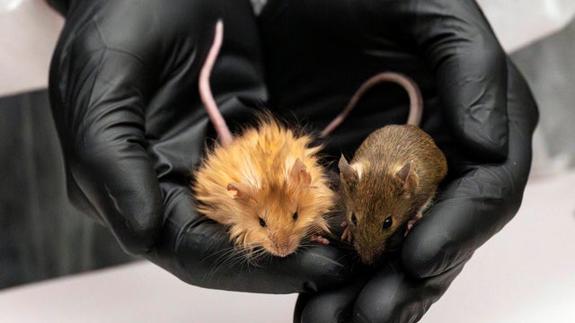 Reviving Extinct Species