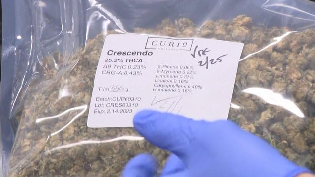 cannabis.jpg