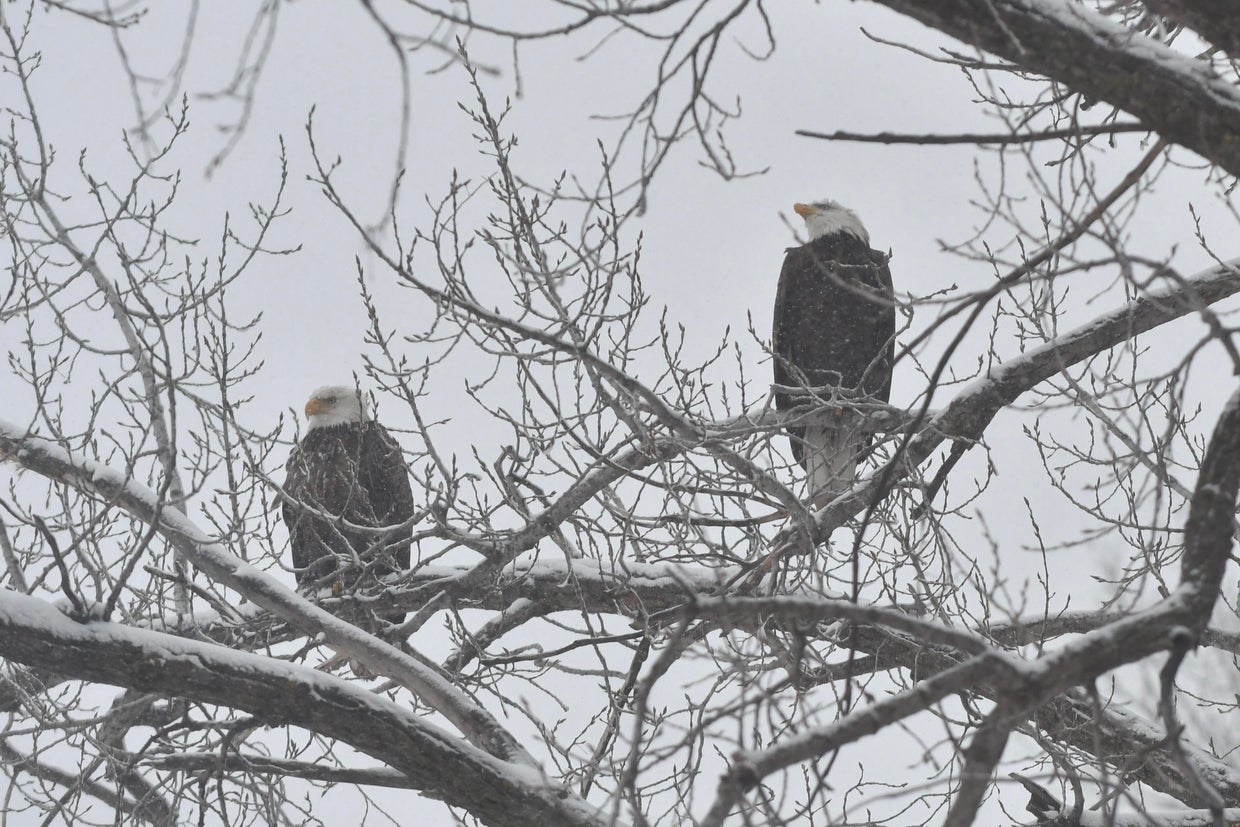 dsc-1865.jpg Minnesota snowstorm: March 5, 2025