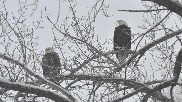 dsc-1865.jpg Minnesota snowstorm: March 5, 2025 