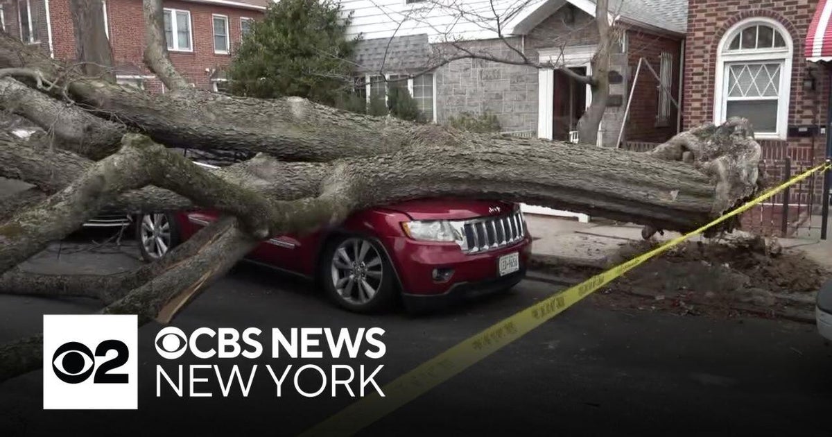 Strong winds begin toppling trees in Tri-State Area - CBS New York