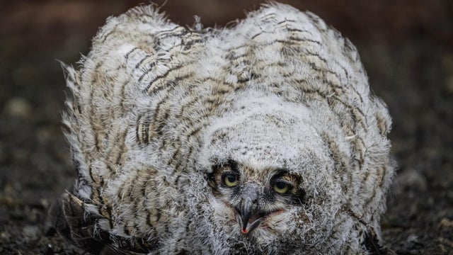 owlpic1.jpg 