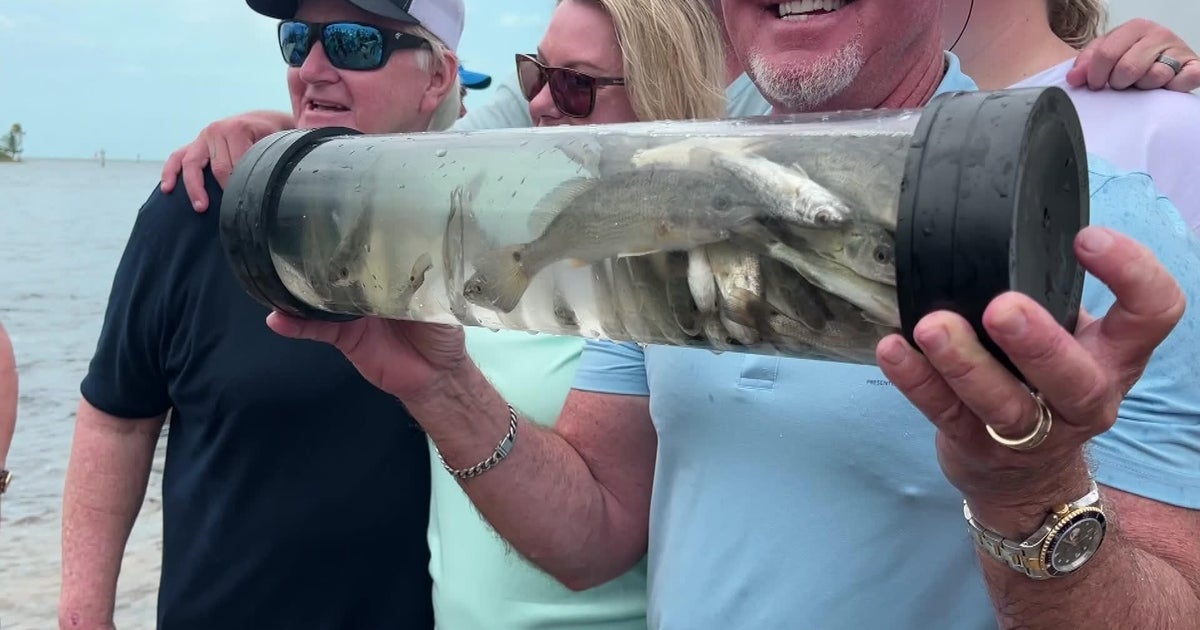 50,000 redfish released in Biscayne Bay for first time in 30 years 50,000 redfish released in Biscayne Bay for first time in 30 years
