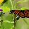 Butterflies in U.S. vanishing at alarming rate, study finds