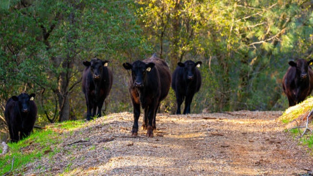 hidden-falls-cows-grazing.jpg 