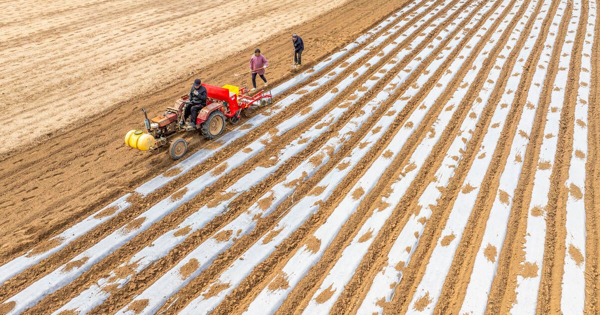 Tarif pembalasan China adalah hit langsung bagi petani AS