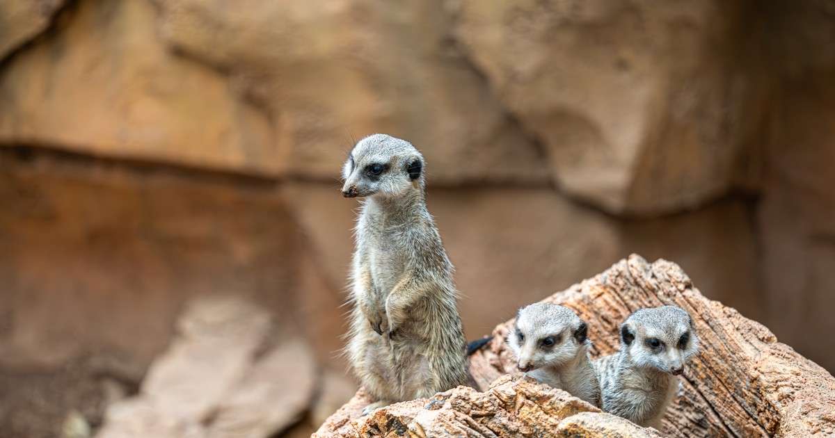 Chicago's Lincoln Park Zoo welcomes three new meerkats - CBS Chicago