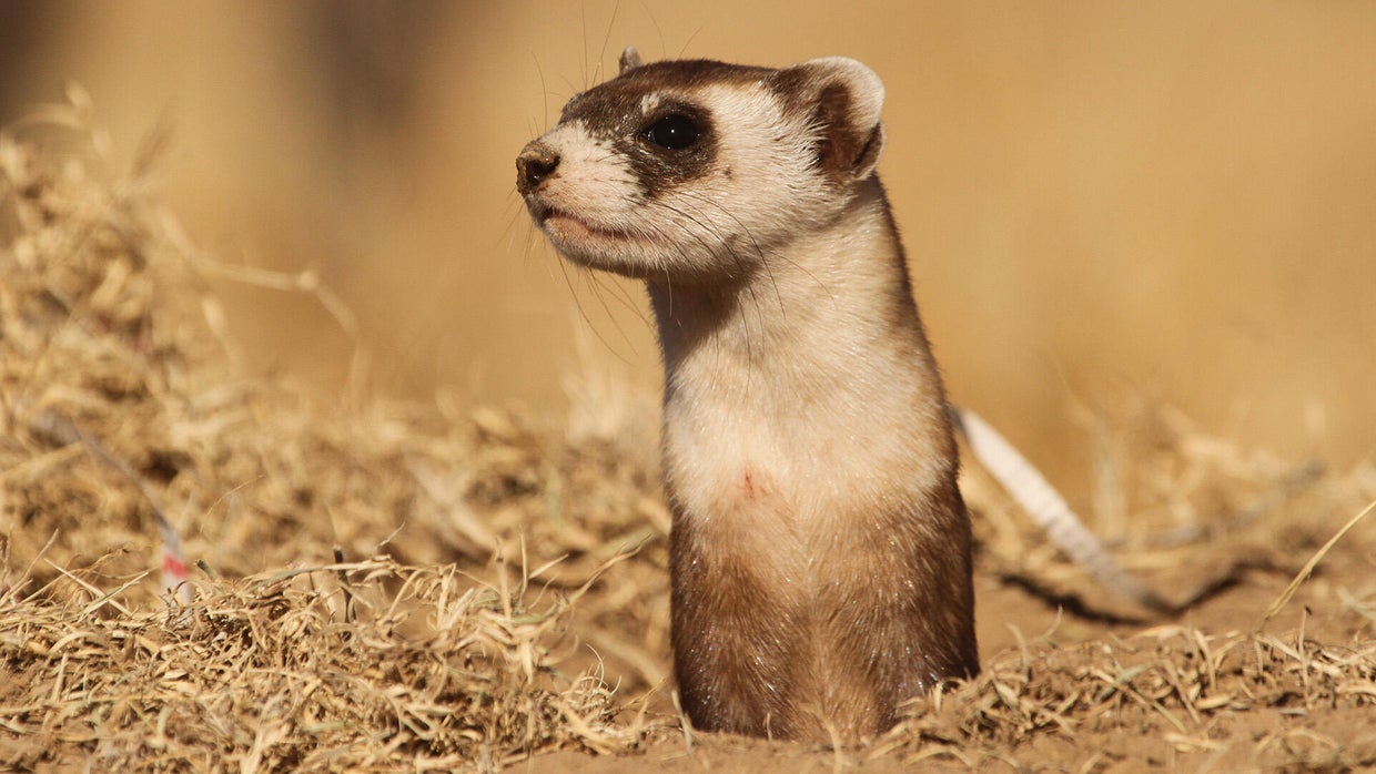 Black footed ferret reintroduction 