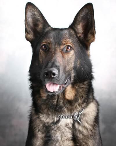 k9-max.jpg 
