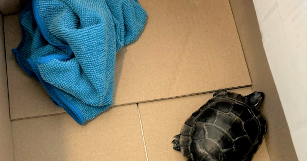 Man tried to sneak turtle through airport security in his pants, TSA says