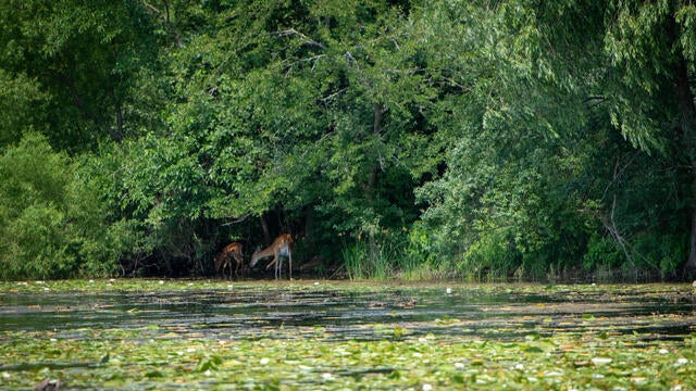 Watkins Lake State Park and County Preserve 