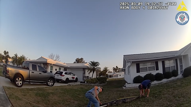 Alligator capture