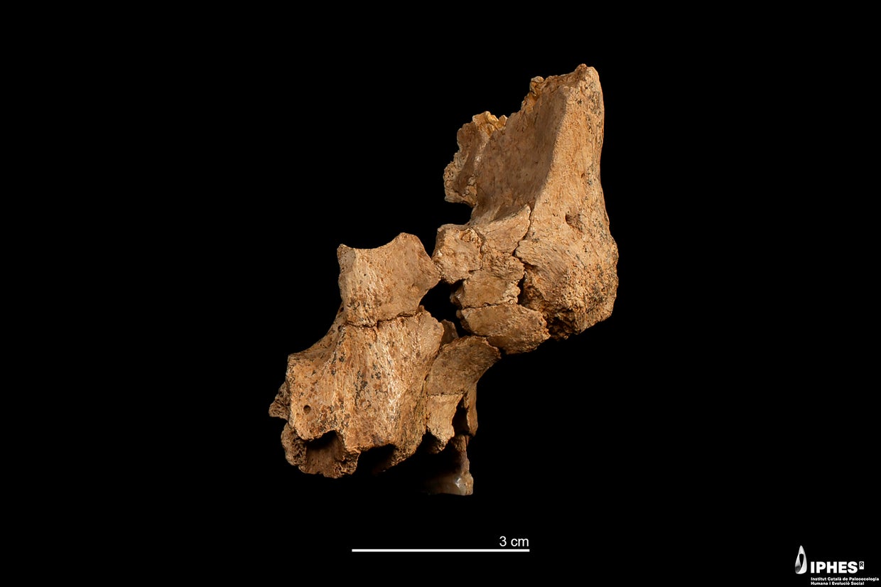 original-fossil-ate7-1-of-the-midface-of-a-hominin.jpg 