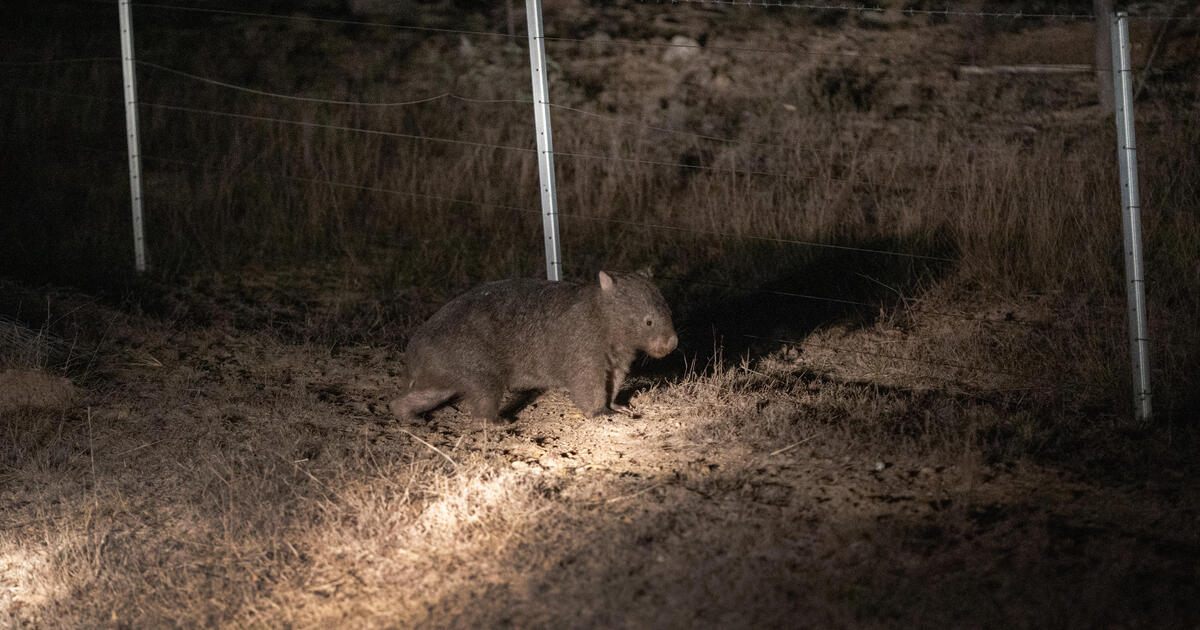 Influencer Amerika meminta maaf karena menyambar Wombat Bayi Australia