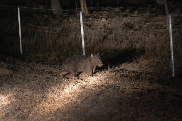 The Survivors: Saving Australian Wildlife Following Fires And Drought 