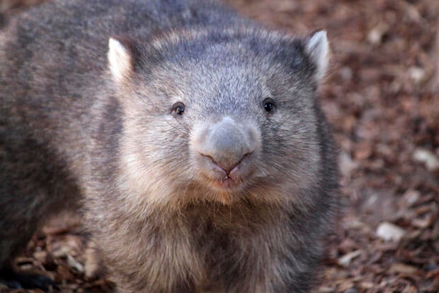 American influencer apologizes for snatching Australian baby wombat ...