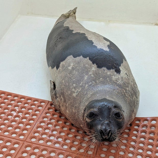 lbi-seal.jpg 