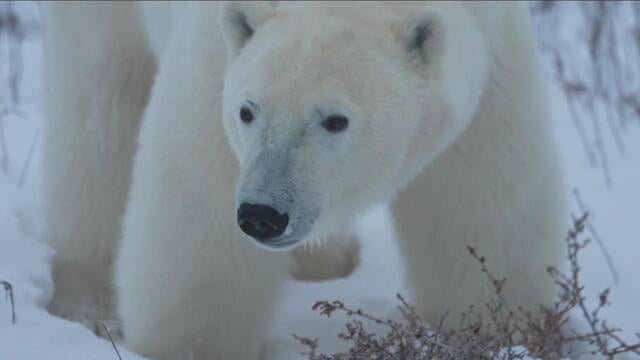 polar bear 