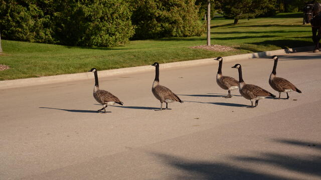 Images of Mackinac Island area 