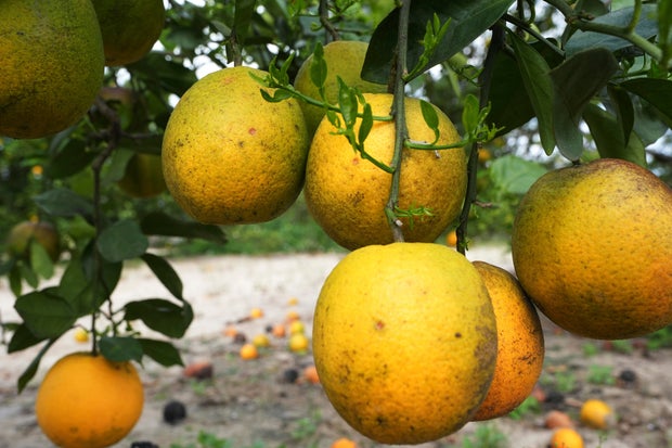 Florida Citrus' Future