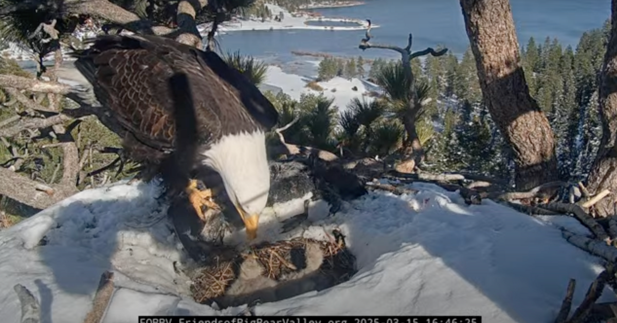 One of three eaglets belonging to Big Bear bald eagles Jackie and Shadow has died, says wildlife organization