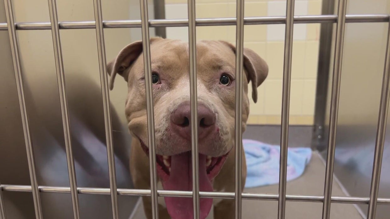 pay-to-spay.jpg 