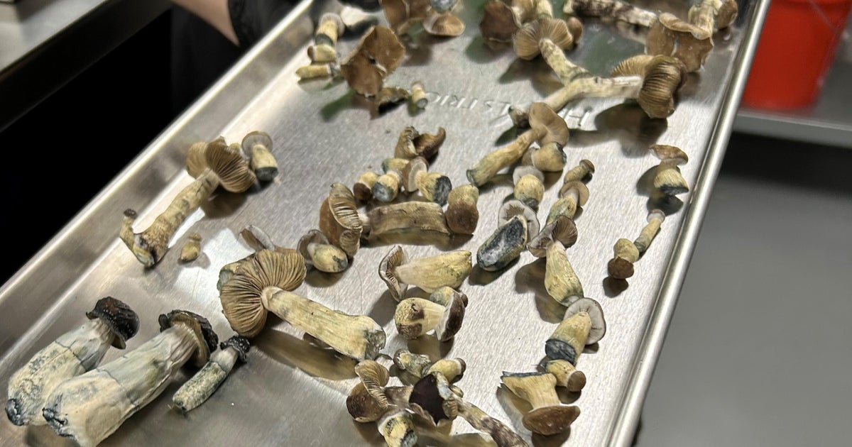 Colorado regulators are issuing licenses for providing psychedelic mushrooms  and are planning to authorize the state's first 