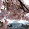 When and where to see D.C.'s iconic cherry blossoms