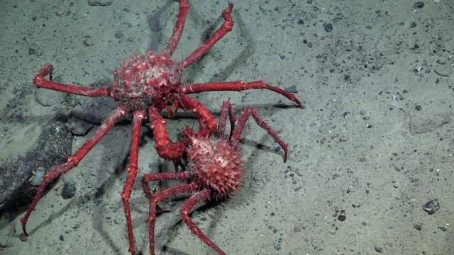 King Crabs on the Seafloor 