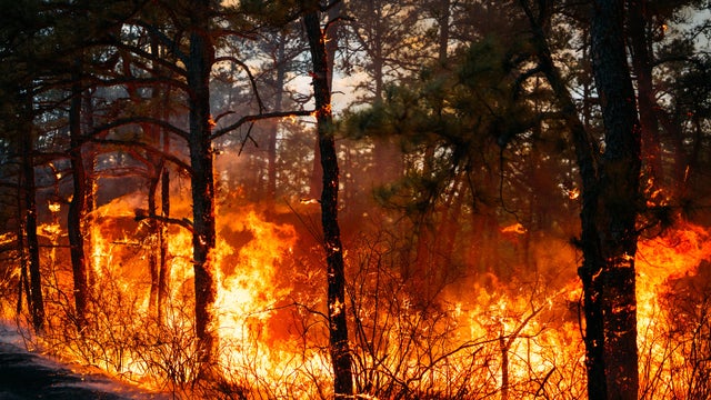 California Branch Fire burning in New Jersey's Wharton State Forest on March 22, 2025 