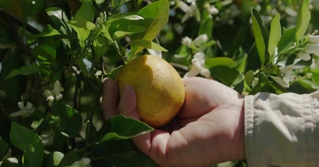 Climate change, hurricanes and citrus disease taking toll on Florida orange farmers