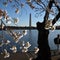 See pictures of cherry blossom trees near peak bloom in Washington, D.C.