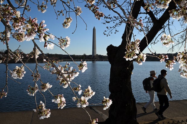 Cherry blossoms features - Washington, DC