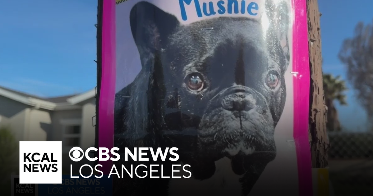 North Hollywood couple still seeking French Bulldog who disappeared months ago in care of petsitter
