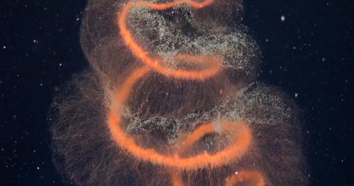 Scientists stunned by marine life discovered on Antarctic sea floor