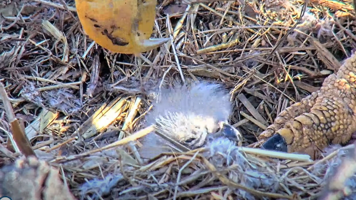 first-eaglet-stella-irvin-25-2.png 