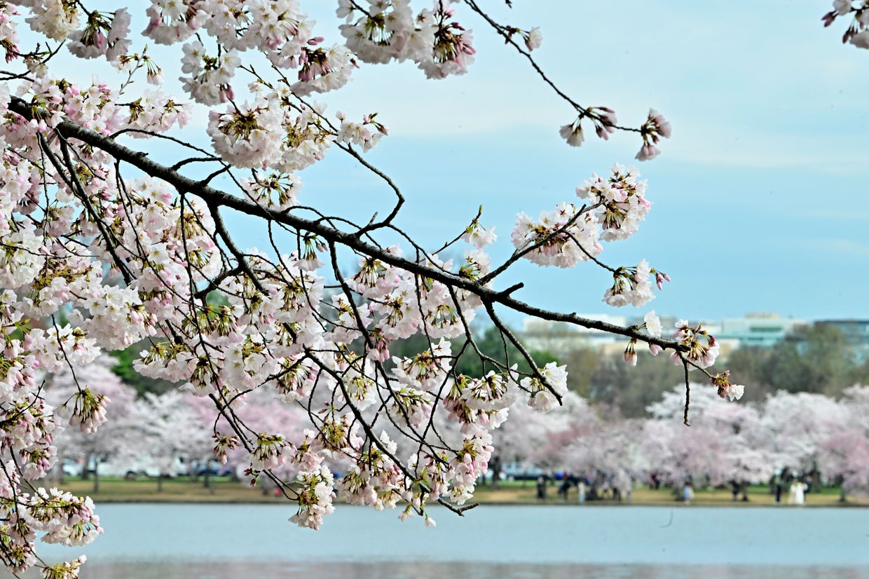 See pictures of cherry blossom trees in peak bloom in Washington, D.C ...