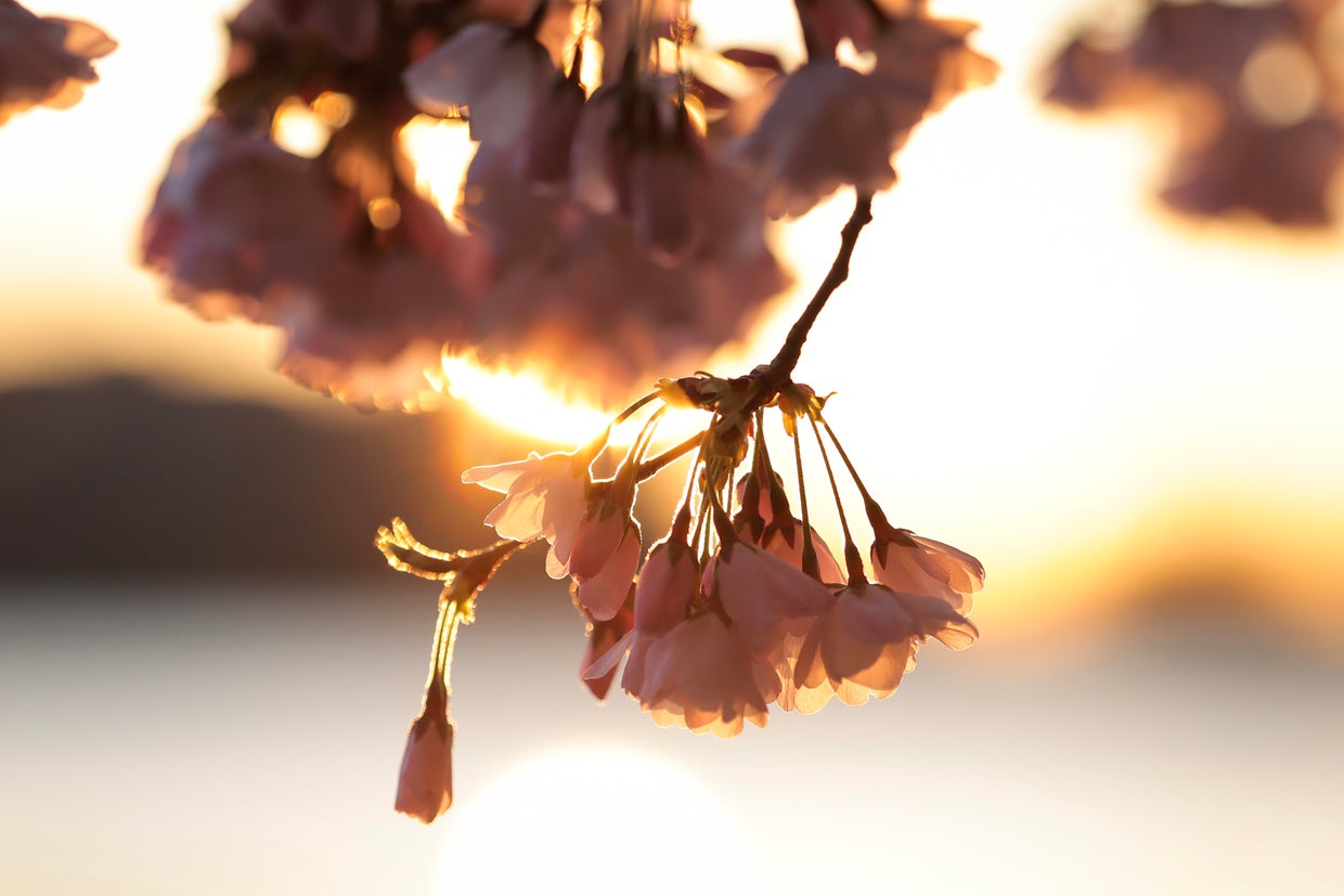 D.C.'s Famed blooming cherry blossoms Near Peak Bloom 