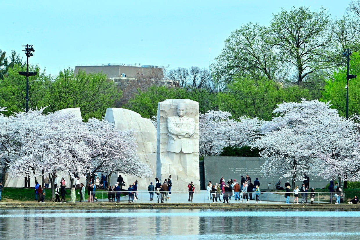 Cherry Blossoms Hit Peak Bloom In Washington, DC 