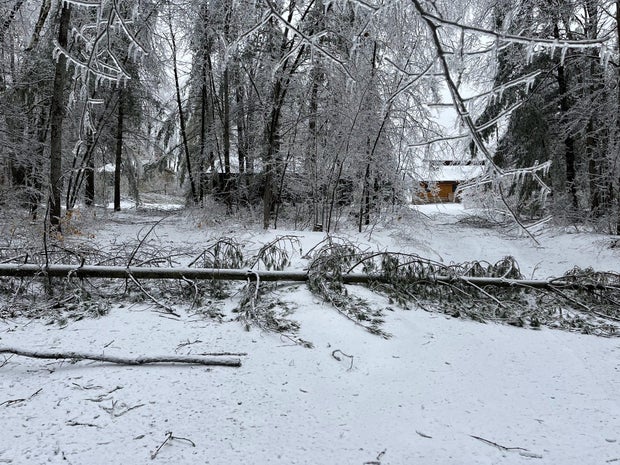 tree-down-northern-michigan.jpg 