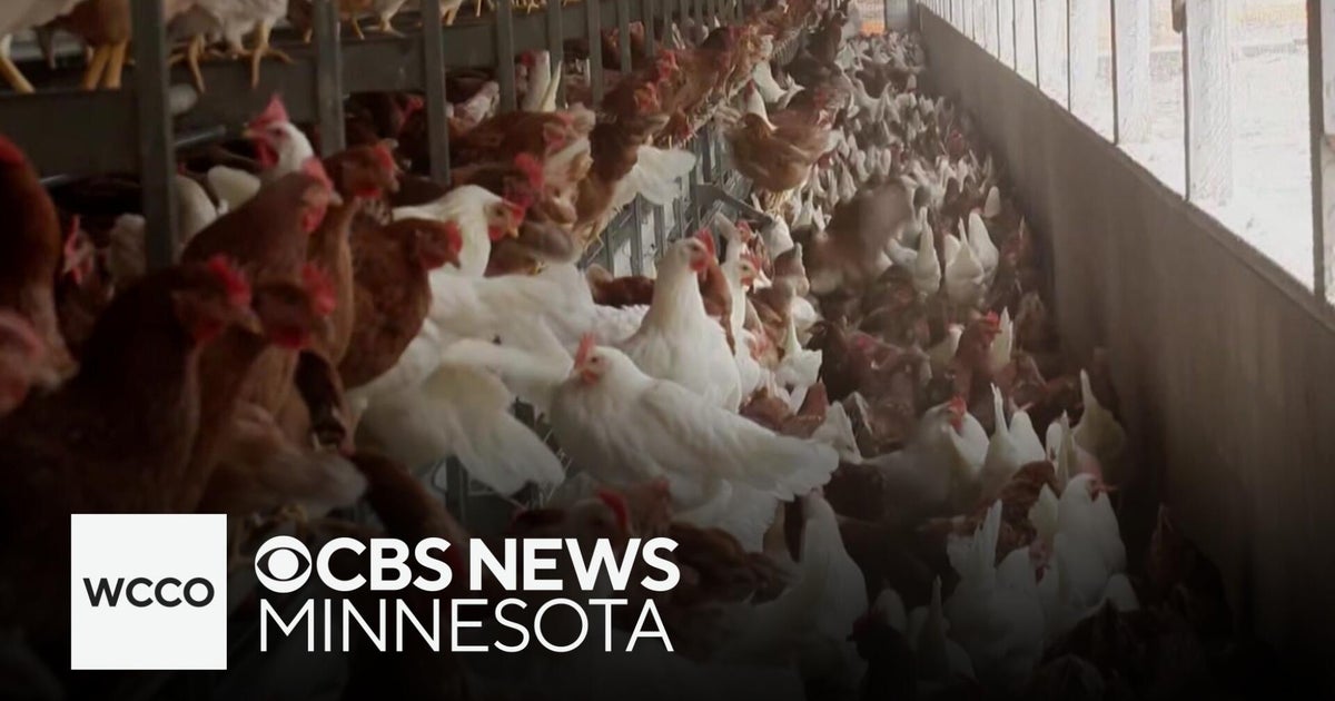 Meet the University of Minnesota students fighting against bird flu ...