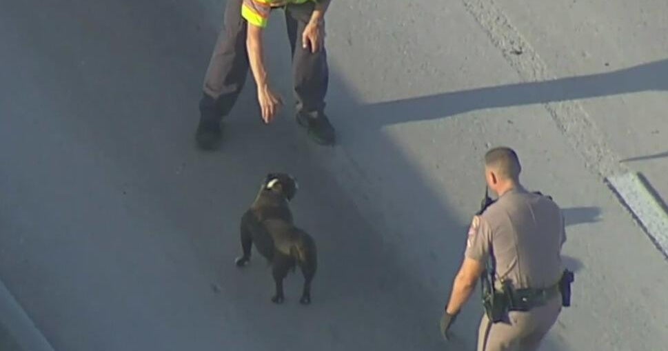 Dog that gave FHP a run for their money in Broward now up for adoption Dog that gave FHP a run for their money in Broward now up for adoption