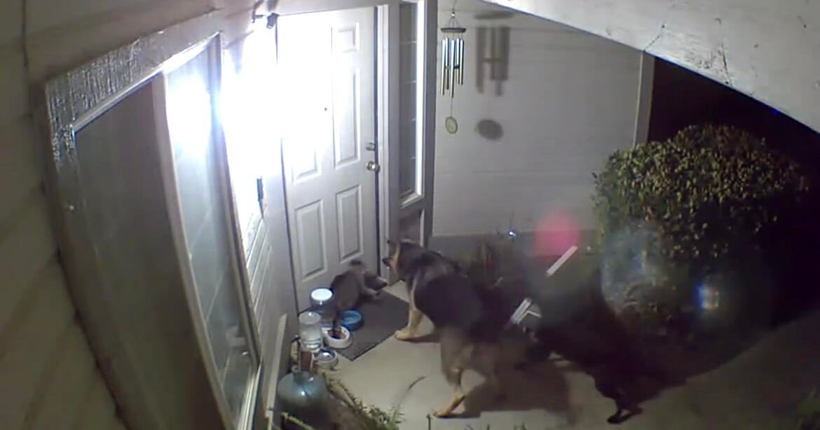Loose dogs caught on camera killing pet cat in Yuba City, animal services increases patrols