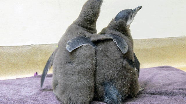 humboldt-penguin-chicks-dsc-1707.jpg 
