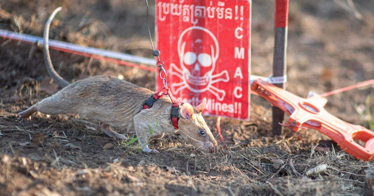 Ronin, Kamboçya'da savaş zamanı kara mayınlarını kokladığı için dünya rekorunu kırıyor