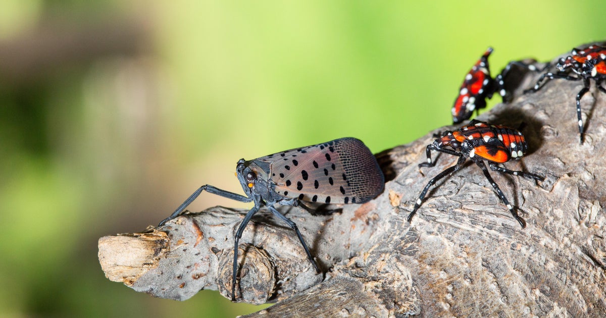 Congressman Mike Kelly joins bipartisan push to stop spread of spotted lanternflies 