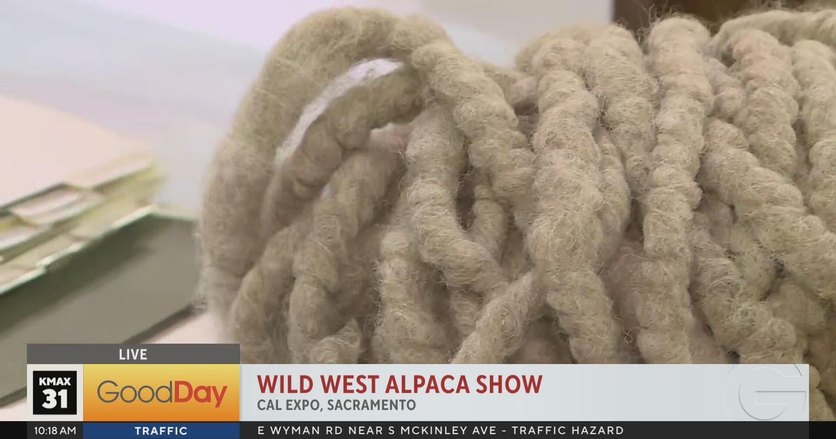 Wild West Alpaca Show at Cal Expo - Good Day Sacramento