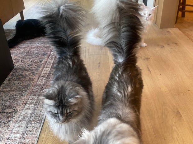 longest-tail-on-a-domestic-cat-living-3.jpg 